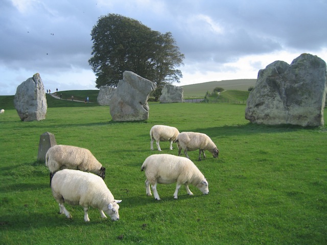 Avebury stone circle and sheep