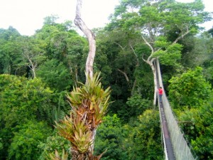 Canopy Walk in the Amazon Rainforest Peru, before my shamanic healing