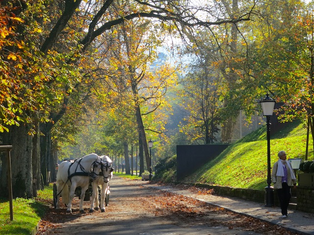 Two white horses on a tree lined road in Baden Baden