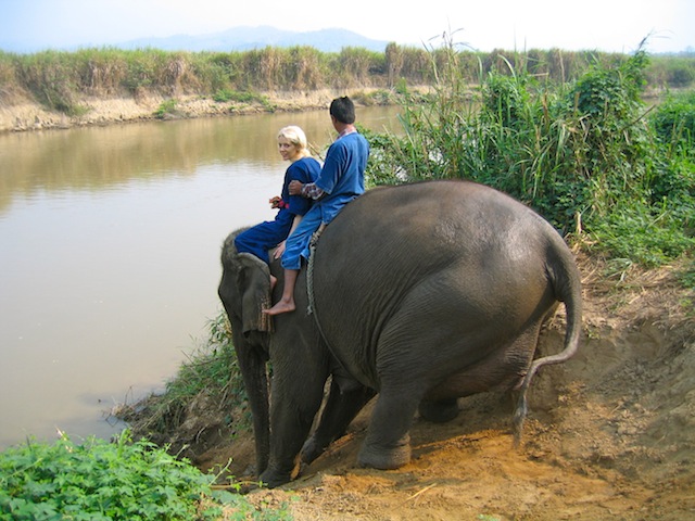Rescued elephants at Four Seasons Golden Triangle