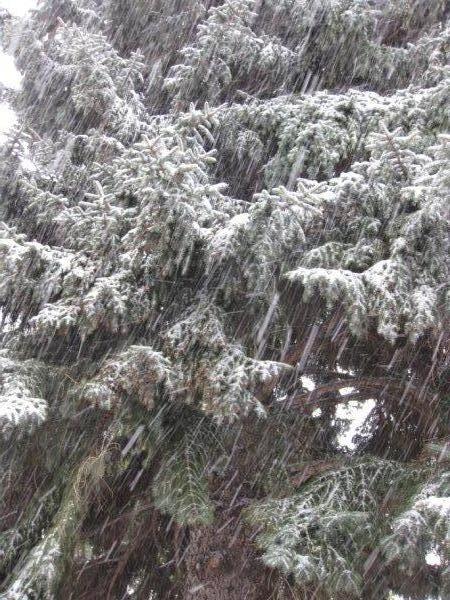 Snow on a tree