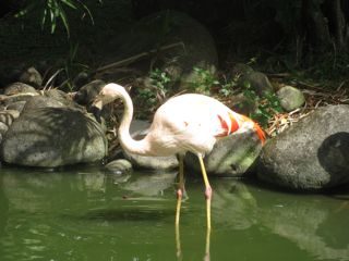 A flamingo in Guadeloupe