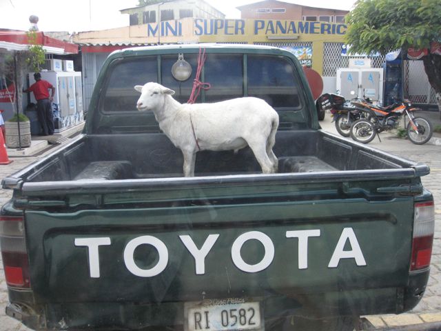 12 ways to tell if you travel too much - truck with goat