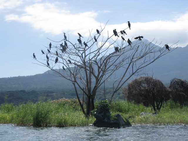 Cormorants in Lake Nicaragua