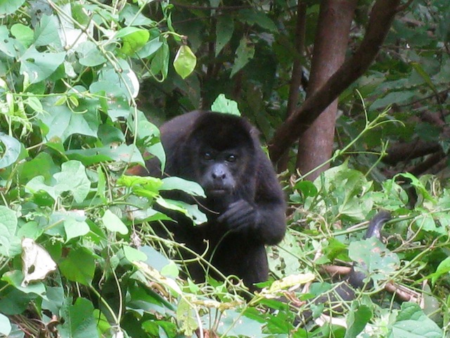 Howler monkey in Nicaragua