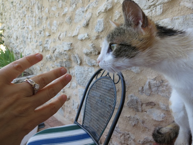 Getting engaged in Italy, celebrating with a cat