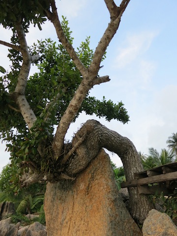 Life lessons learned on a beach in Koh Samui, twisted tree