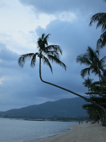 Life lessons learned on the beach in Koh Samui, a twisted palm