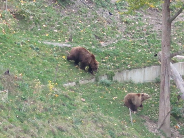 Bear chase in Bern!