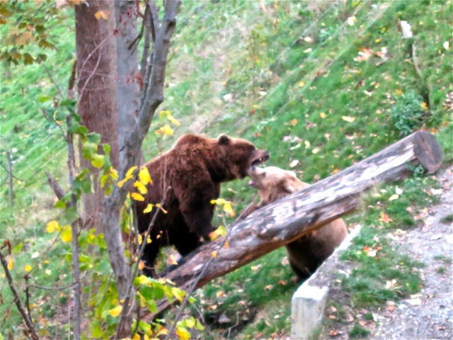 Bear fight at the Bern Bear Park!
