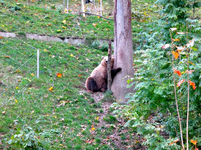 Bjork hugging tree at Bern Bear Park