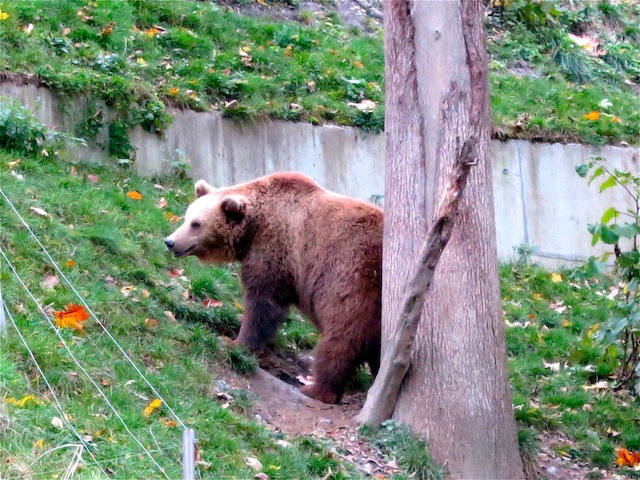 Bjork smiling Bern Bear Park