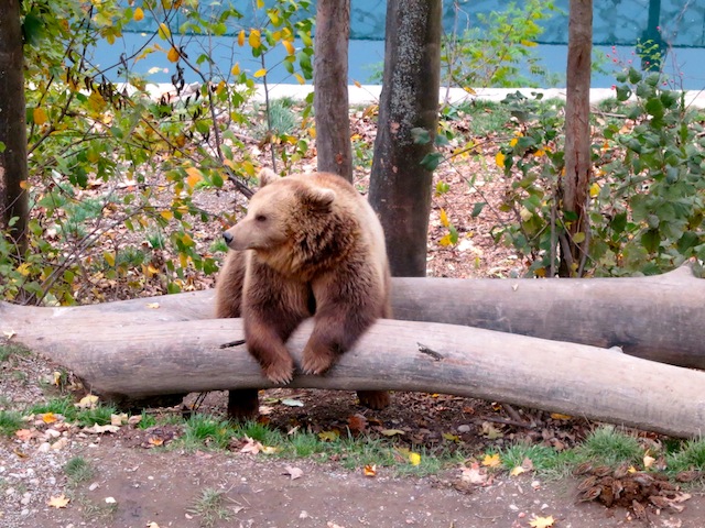 Bjork, a philosophical bear