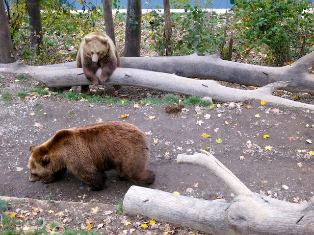 Bjork and Finn Bern Bear Park
