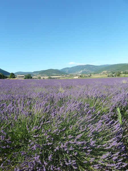 Fields of lavender landscape in Provence