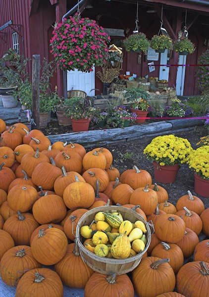 Pumpkins in New Hampshire