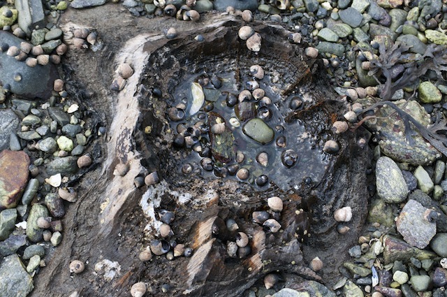 Petrified forest in Odiorne Point New Hampshire