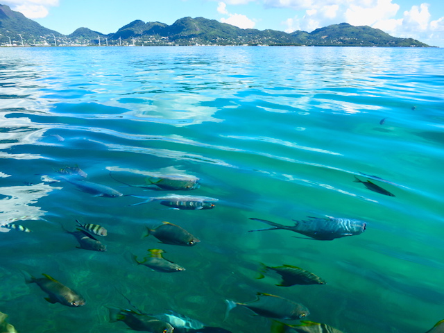 Seychelles Islands Ste Anne Marine Park