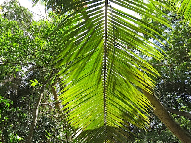 Seychelles Islands, trees on Moyenne Island