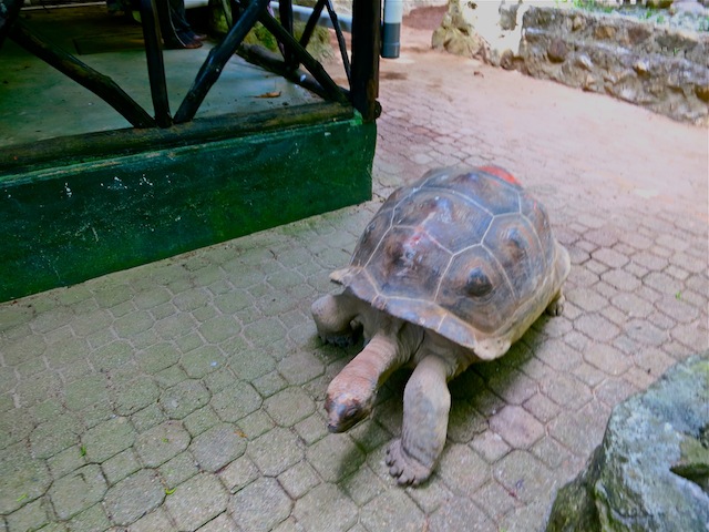 Seychelles islands Moyenne Island tortoises