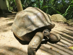 Tortoise habitat on Moyenne Island Indian Ocean Seychelles