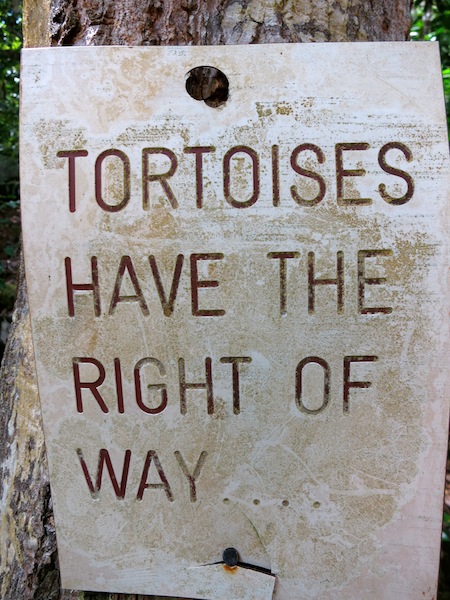Seychelles islands Moyenne island tortoises have the right of way