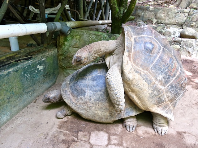 Seychelles islands Tortoises breeding on Moyenne Island
