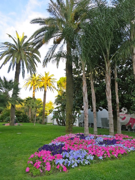 Palm trees in Cannes South of France