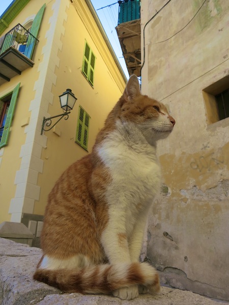 Cat in Menton Old Town South of France