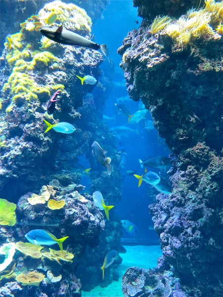 Aquarium Museum of Oceanography in Monaco