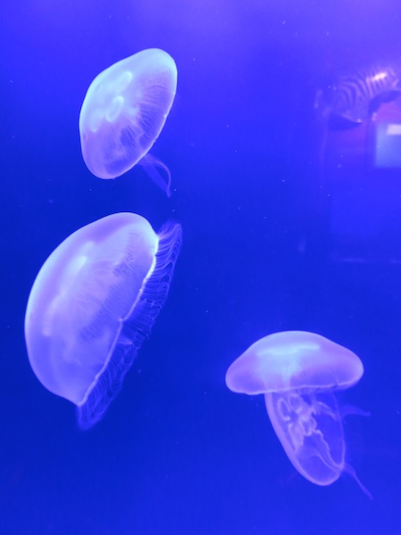 Jellyfish tank Museum of Oceanography Monaco
