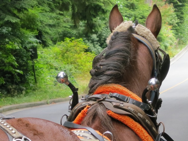 Horse drawn carriage ride in Stanley Park