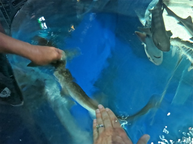 Shark petting Museum of Oceanography Monaco