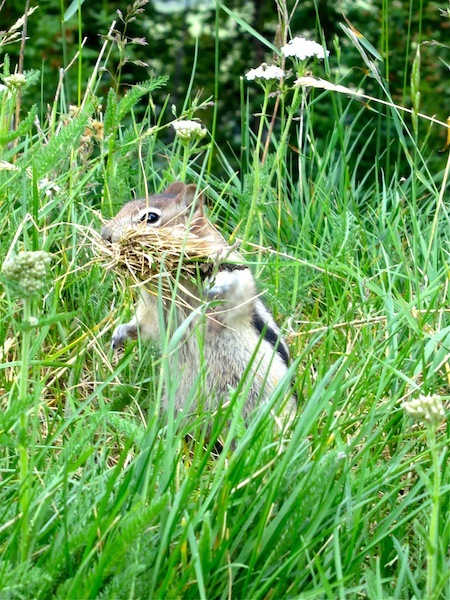 Amazing Rocky Mountaineer wildlife photos chipmunk