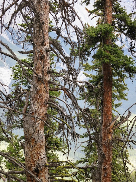 Pine trees on Sulphur Mountain in Banff, Alberta
