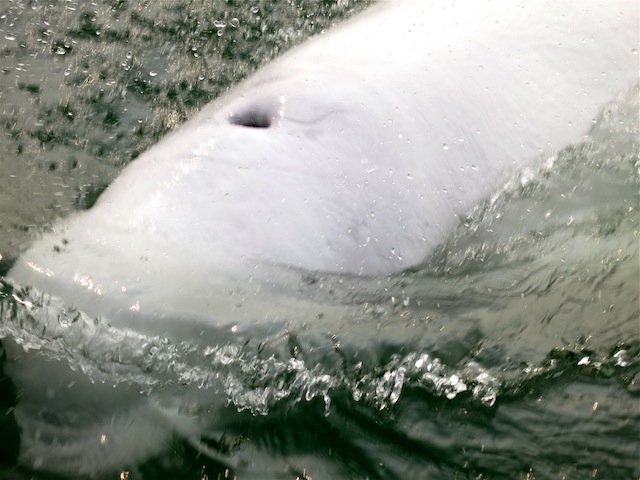 Beluga close up