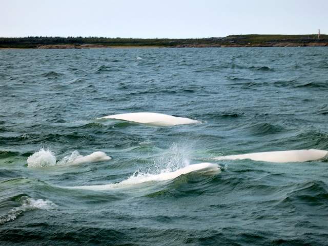 Baby beluga! Adventure in Churchill Canada