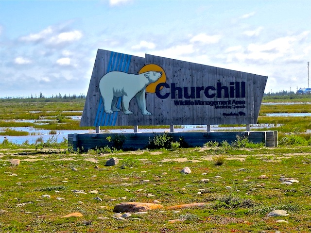 Churchill is the polar bear capital of the world