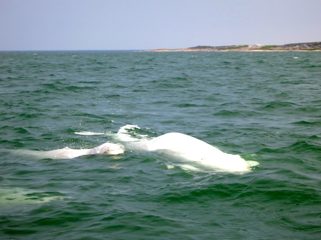 Mother and baby beluga in Churchill Manitoba