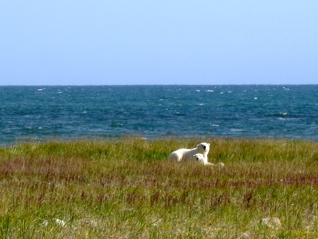 Canada adventure in Churchill with polar bears