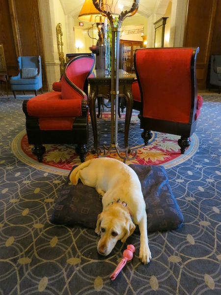 Smudge the dog at The Fairmont Hotel Macdonald Edmonton