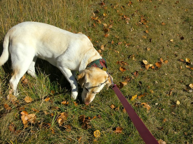 Smudge the dog in Edmonton Alberta Canada