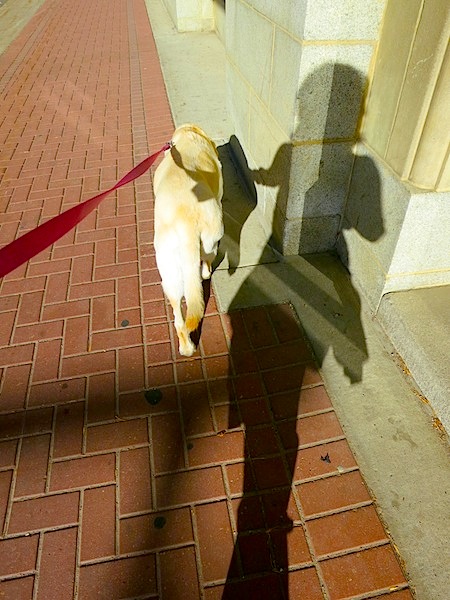 Dog walking shadow