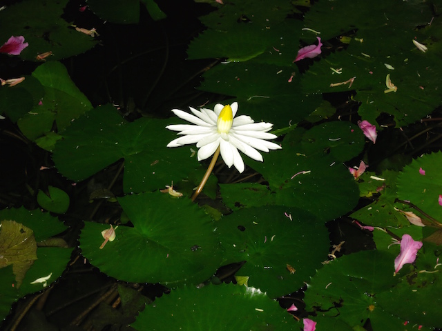 Grand Velas Riviera Maya Spa lotus flower