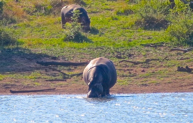 Big 5 animal safari, Hippos in Pilanesberg