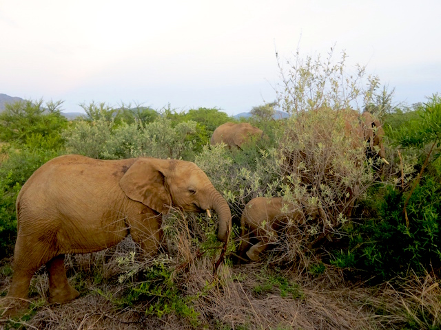 Big 5 safari animals baby elephant in bush