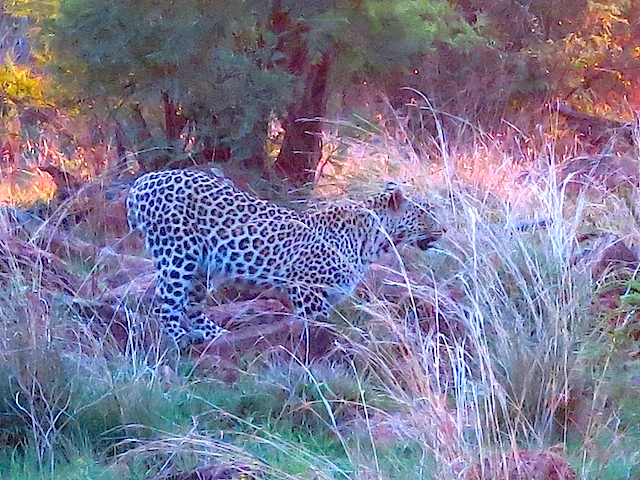 Big 5 safari animals leopard in PIlanesberg