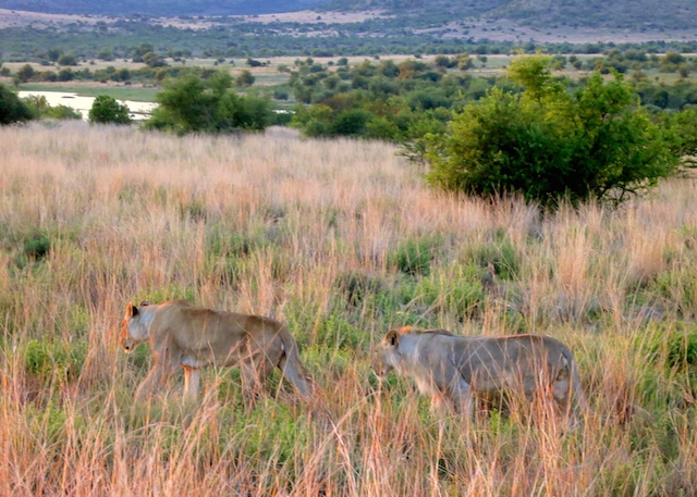 Big 5 safari animals lions in Pilanesberg National Park