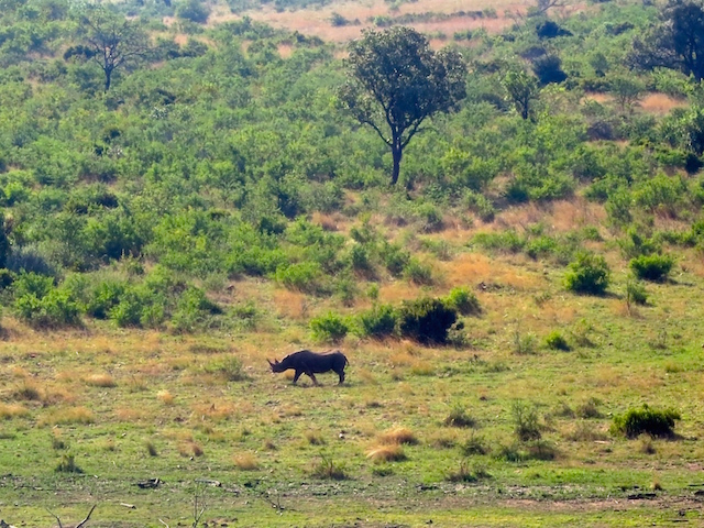 Big 5 safari animals Black Rhino in Pilanesberg National Park