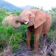 Big 5 safari animals, an Elephant in Pilanesberg National Park